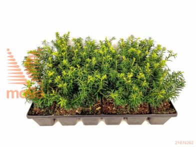 http://twentheplant.nl/tsd/76887_TABELEGA_GP09KWEEKTR_2.jpg