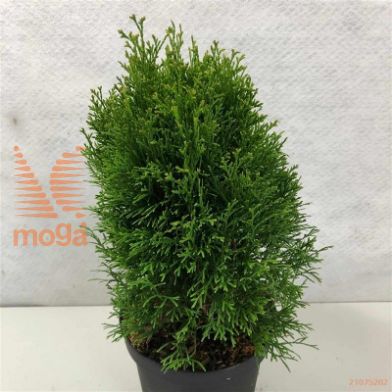 http://twentheplant.nl/tsd/88315_THOKRAZN_8P23020025_2.jpg