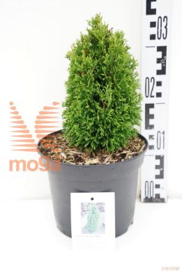 http://twentheplant.nl/tsd/88315_THOMAKS_8p19020025_1.jpg