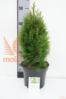 http://twentheplant.nl/tsd/88315_THOMIKY_8P19030040_1.jpg