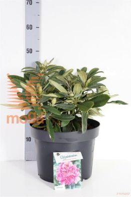 http://twentheplant.nl/tsd/55836_RHSNEEZY_9C10030040_1.jpg