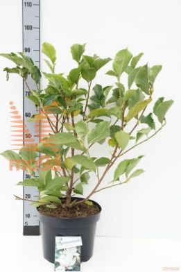 http://twentheplant.nl/tsd/55836_MASASUPE_9c10060080_1.jpg