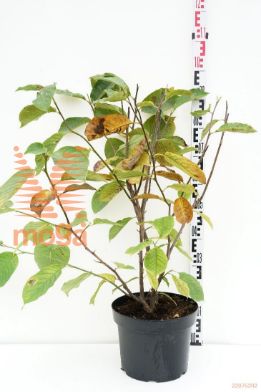 http://twentheplant.nl/tsd/55836_MASALEXA_9c10060080_1.jpg