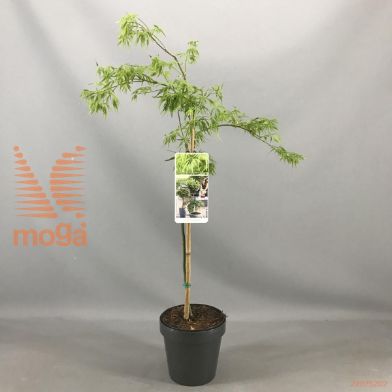 http://twentheplant.nl/tsd/56050_ACPDISSE_S050P19_1.jpg