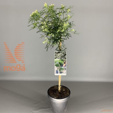 http://twentheplant.nl/tsd/56050_CHTWDAZZ_S050P19_1.jpg