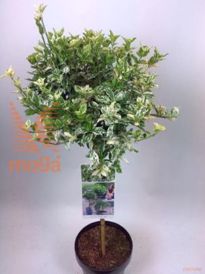 http://twentheplant.nl/tsd/56050_EUFHARLE_S050P19_1.jpg