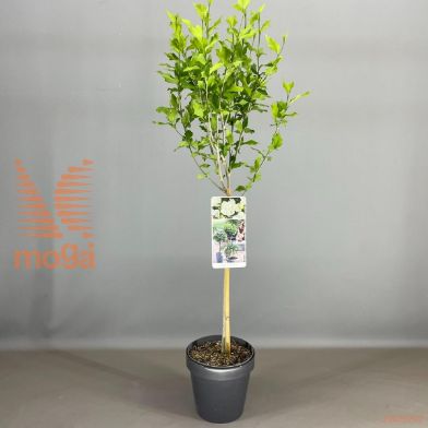 http://twentheplant.nl/tsd/56050_HISWCHIF_S050P19_2.jpg