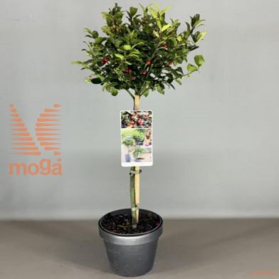 http://twentheplant.nl/tsd/56050_ILMBMAID_S050P192JR_1.jpg