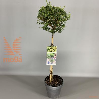 http://twentheplant.nl/tsd/56050_LIDELAVA_S050C93JR_1.jpg