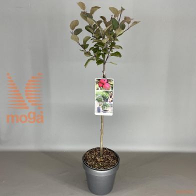 http://twentheplant.nl/tsd/56050_MADAPPLE_S050P19_1.jpg