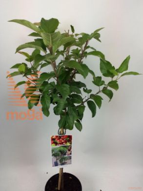 http://twentheplant.nl/tsd/56050_MAEVERES_S050P19_1.jpg