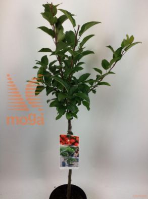 http://twentheplant.nl/tsd/56050_MARSENTI_S050P19_1.jpg
