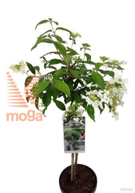 http://twentheplant.nl/tsd/56050_VIPWATAN_S050P19_1.jpg