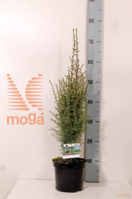 http://twentheplant.nl/tsd/74250_JUCARNOL_8P17030035_2.jpg