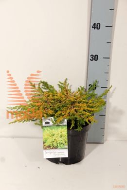 http://twentheplant.nl/tsd/74250_JUCGOLDS_8P17020025_2.jpg