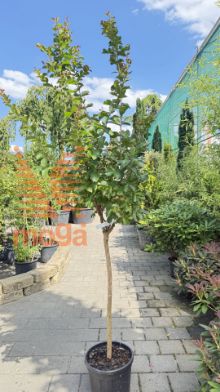 Slika Lagerstroemia indica "Dynamite" |1/2-Std|C10 