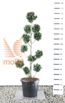 http://twentheplant.nl/tsd/69137_CHLWISSE_VM125150EC3_1.jpg
