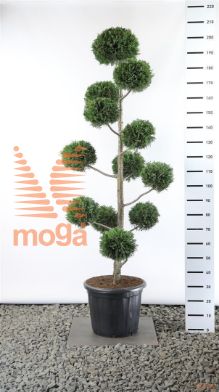 http://twentheplant.nl/tsd/69137_CULEYLAN_VM150175EC4_1.jpg
