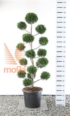 http://twentheplant.nl/tsd/69137_CULEYLAN_VM125150EC3_1.jpg