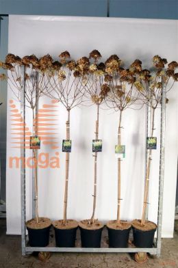 http://twentheplant.nl/tsd/89250_HYPLIMEL_S100P26_2.jpg