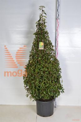 http://twentheplant.nl/tsd/69137_PRULANGU_VP150175C45_1.jpg