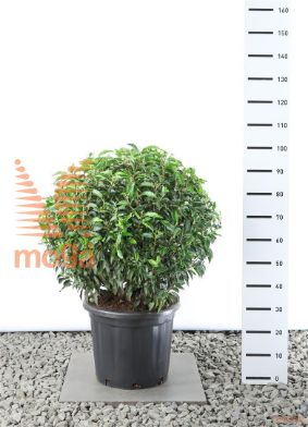 http://twentheplant.nl/tsd/69137_PRULANGU_VBL7080C35_1.jpg