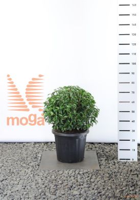 http://twentheplant.nl/tsd/69137_PRULANGU_VBL5060C20_1.jpg