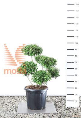 http://twentheplant.nl/tsd/69137_ILCGLUST_VPL060080E20_2.jpg