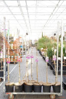 http://twentheplant.nl/tsd/89250_SYMPALIB_S080P23_1.jpg