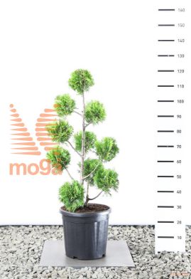 http://twentheplant.nl/tsd/69137_THOGBRAB_VM080100E25_1.jpg