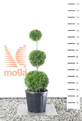 http://twentheplant.nl/tsd/69137_THOSMARA_VBL38090C12_1.jpg