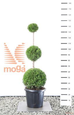 http://twentheplant.nl/tsd/69137_THOSMARA_VBL3100C15_1.jpg