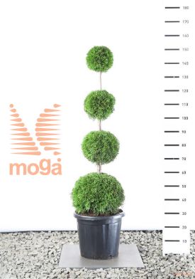 http://twentheplant.nl/tsd/69137_THOSMARA_VBL41209C12_1.jpg