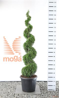 http://twentheplant.nl/tsd/69137_THOSMARA_VSP150175C3_1.jpg