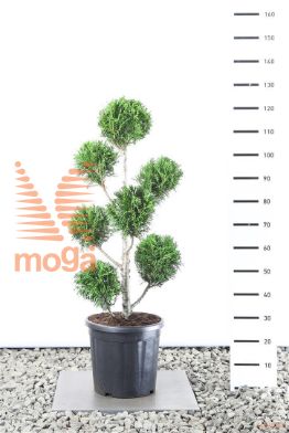 http://twentheplant.nl/tsd/69137_THPMARTI_VM080100E25_1.jpg