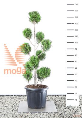 http://twentheplant.nl/tsd/69137_THPMARTI_VM100125EC3_1.jpg