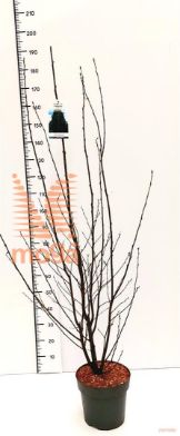 http://twentheplant.nl/tsd/91250_CABFASTI_9c10150175_1.jpg