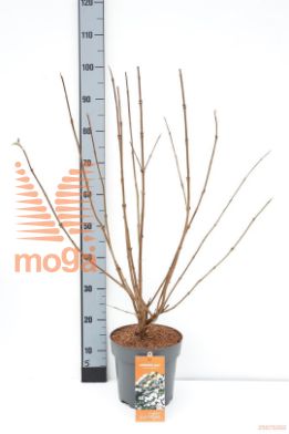 http://twentheplant.nl/tsd/91250_VIPODAY_8P23060080_1.jpg