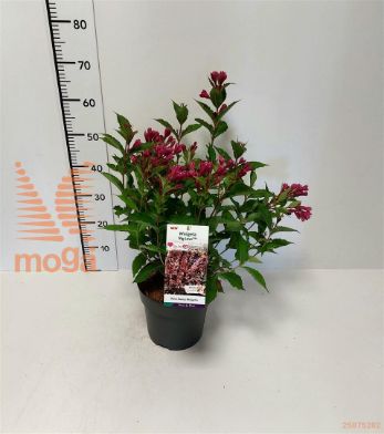 http://twentheplant.nl/tsd/91250_WEIBLOVE_8P23040050_2.jpg