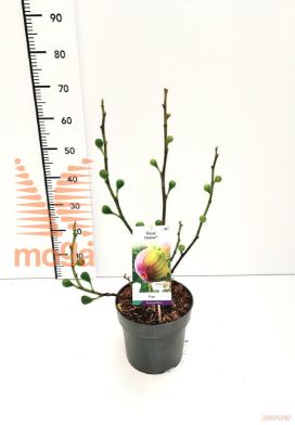 http://twentheplant.nl/tsd/91250_FICFIROM_8P23_1.jpg