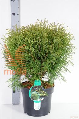 http://twentheplant.nl/tsd/54062_THOWOODW_8P26040050_1.jpg