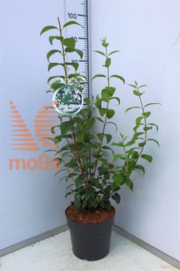 http://twentheplant.nl/tsd/91250_PHLWLOVE_8P23040050_1.jpg