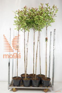 http://twentheplant.nl/tsd/95202_PHFRROBI_S150C10_1.jpg