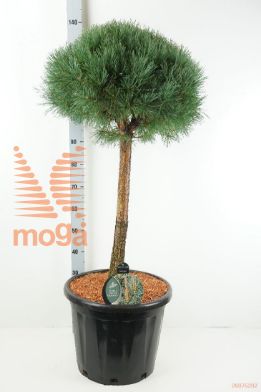http://twentheplant.nl/tsd/54062_PISWATER_S060C35_1.jpg