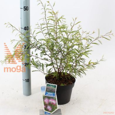 http://twentheplant.nl/tsd/90551_CADPINK_8p17025030_1.jpg