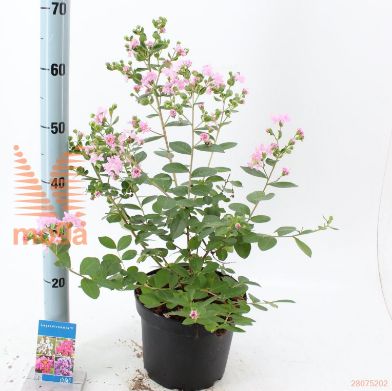 http://twentheplant.nl/tsd/90551_LAIWLBAB_8P23050060_1.jpg