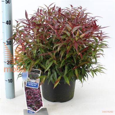 http://twentheplant.nl/tsd/90551_LEKBLOVE_8p23030035_2.jpg