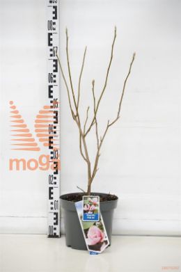 http://twentheplant.nl/tsd/90551_MAPICE_8p23060080_1.jpg