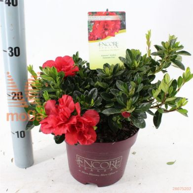 http://twentheplant.nl/tsd/90551_RHEAFIRE_8p19025030_1.jpg