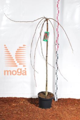 http://twentheplant.nl/tsd/69506_MARJADE_S110C10_2.jpg